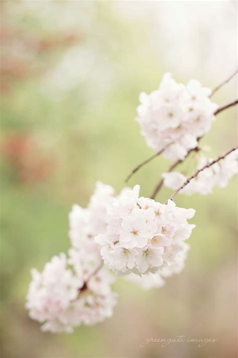 Maybe you would like to learn more about one of these? Cherry (?) blossoms at Bush Park in Salem, Oregon. # ...