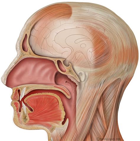 Oral and nasal cavity (illustration) | Image | Radiopaedia.org