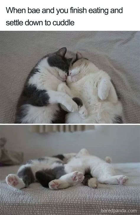 Cuddle Time Rwholesomememes Wholesome Memes Know Your Meme