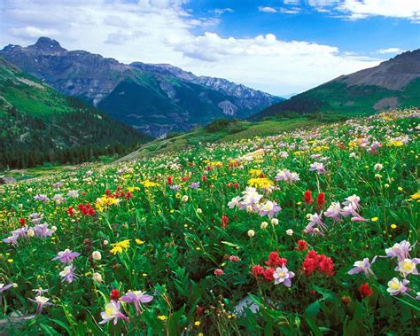 Landscape Meadow Colorful Flowers In The Mountains Of