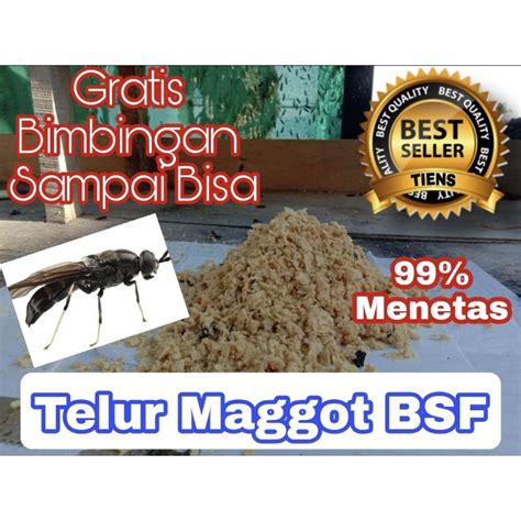 Jual Telur Maggot Bsf Magot Bsf Telur Bsf Paket Sesuai Budge Indonesia Shopee Indonesia