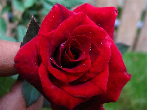 Buy Top 5 Beautiful Rose Plants Online At Best Prices In