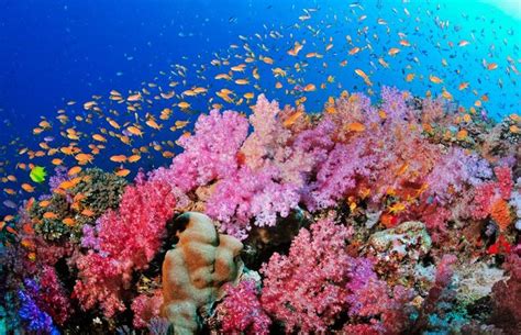 39 Stunning Photos Of The Worlds Coral Reefs Underwater World