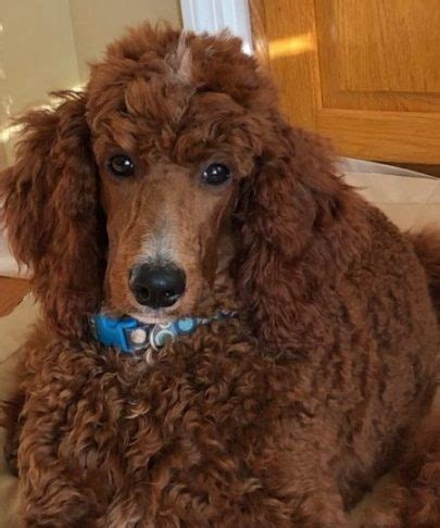 They are introduced to new sights, sounds, smells such as birds, music and socialize with family members especially children. Currently Available Puppies | Gold Star Family Poodles