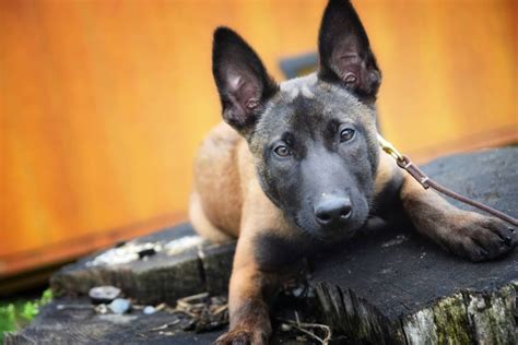 The malinois is a protective and highly intelligent dog breed. Belgian Malinois Puppy www.wolfsbanek9.com (With images ...