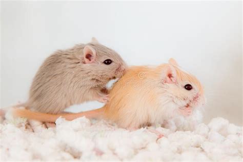 Two Cute Mouse In Love Domestic Gerbil Gerbillinae Stock Photo