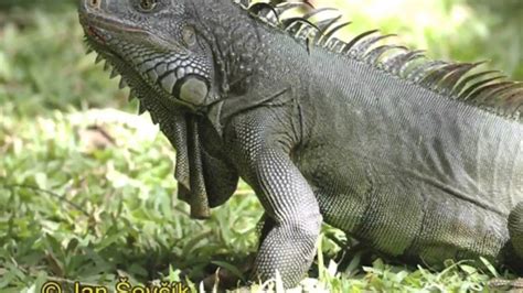 Reptiles are popular pets because they are relatively quiet, odorless and compatible with modern lifestyles, said gordon burghardt , a herpetologist people may neglect pet reptiles and amphibians no more than common pets. Top ten best reptile pets - YouTube
