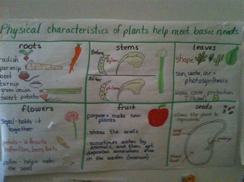 Anchor Chart Of Plant Characteristics Meeting Basic Needs Science