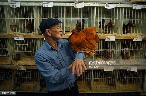 Chooks Photos And Premium High Res Pictures Getty Images