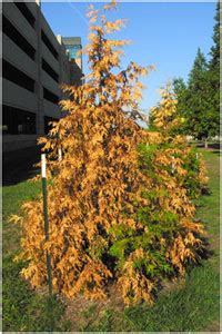 Frequent watering during the first year will allow these evergreens to grow healthy root systems and rise to roughly 15 feet by maturity. The Blast Furnace Summer of 2011 turned some Evergreens to ...
