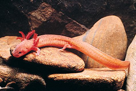 Tennessee Cave Salamander Facts And Pictures