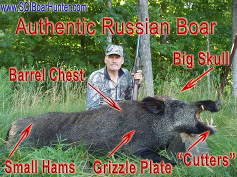 Russian Boars Are Great To Hunt This Time Of Year