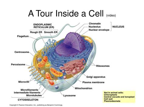 Ppt Chapter 3 Cytoplasmic Organelles And The Nucleus Powerpoint