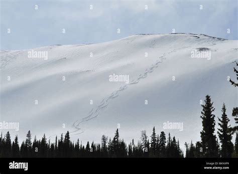 Fresh Ski Tracks Stock Photo Alamy