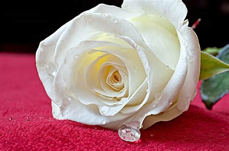 White Rose Drops Flor Naturaleza Blanco Flores Rosa