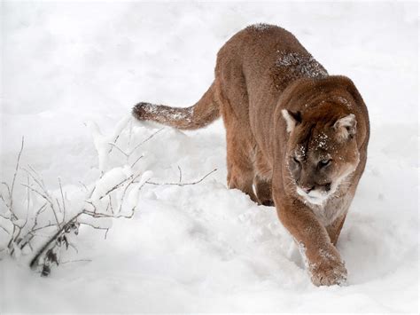 Cougar Hd Wallpaper Background Image 1920x1440