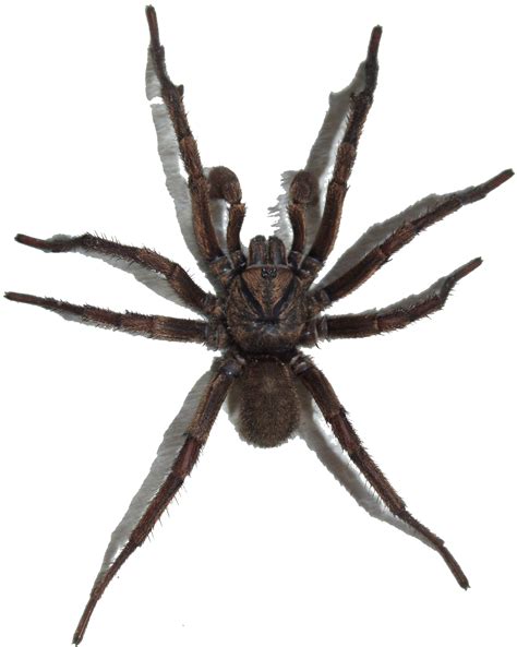 File:Brown Trapdoor Spider, transparent background.png - Wikimedia Commons gambar png