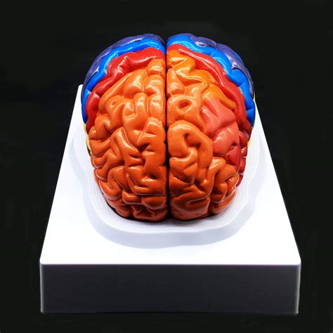 Buy Human Brain Modelcolor Coded Partitioned Brain，2 Parts