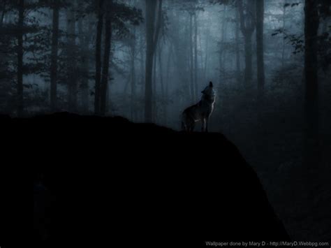 Lone Wolf Misty Woods Wallpaper By Surfsupnet On Deviantart Wolf