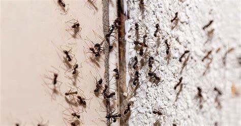 4 Répulsifs Anti Insectes Maison Pour éloigner Fourmis Mouches Puces