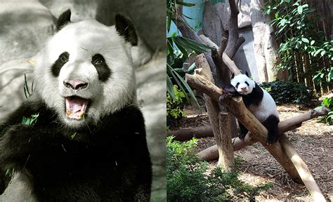 Singapores First Giant Panda Cub Says Hello To The World Zafigo