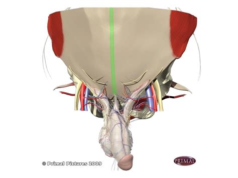 Laparoscopic Groin Hernia Repair Anatomy And Technique