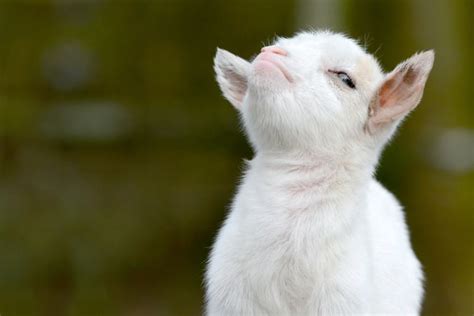 20 Adorabaaal Goats That Totally Rock Our Haaarts Bright Side