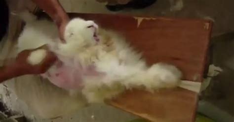 Watch Shocking Video Of Chinese Angora Rabbits Being Tied Down While