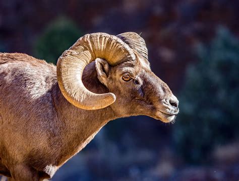 Doc1a2302d Bighorn Rams In Waterton Canyon 11 11 2022 Reid