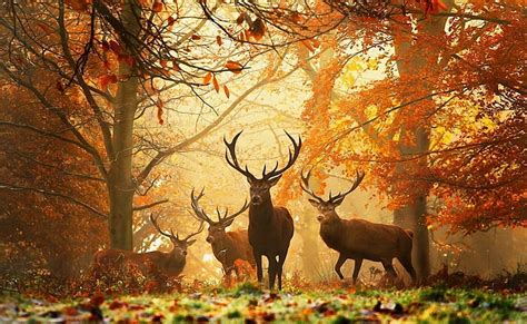 Hd Wallpaper Three Brown Deer On Field Painting Autumn Lake Puddles