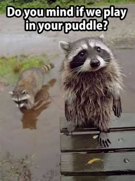 The Internet Was A Mistake Cute Animals Cute Raccoon Cute Animal