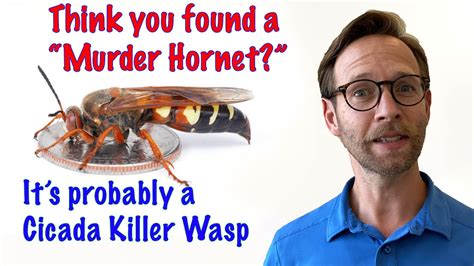 Think You Found A Murder Hornet It S Probably A Cicada Killer Wasp Youtube