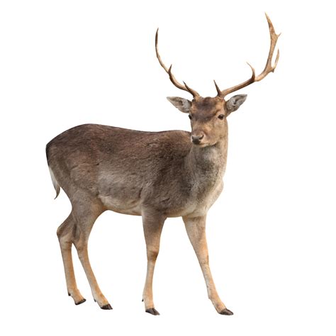 Collection Of Deer Png Hd Pluspng