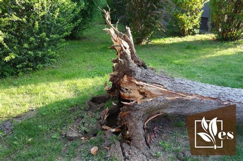 How To Remove Tree Roots A Complete Guide To Removal Evergreen Seeds