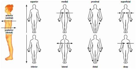 Anatomical Directions Practice Worksheet Answers