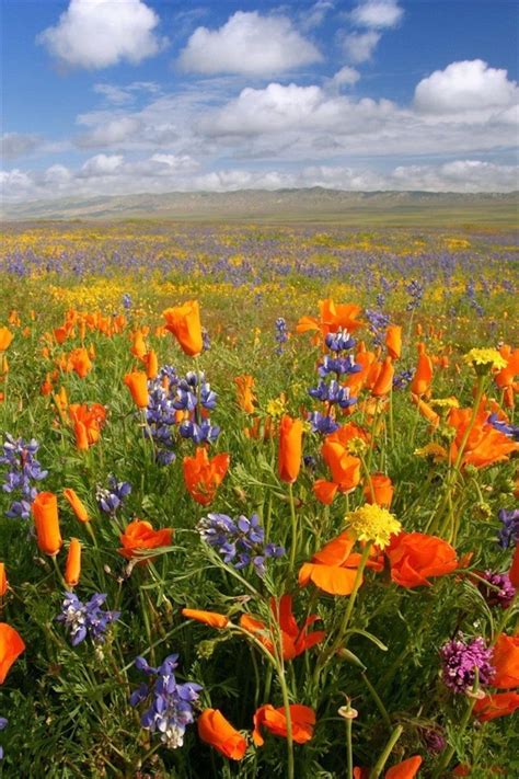 Wallpaper Scenery Flower Download Picturesque Scenery With Wonderful