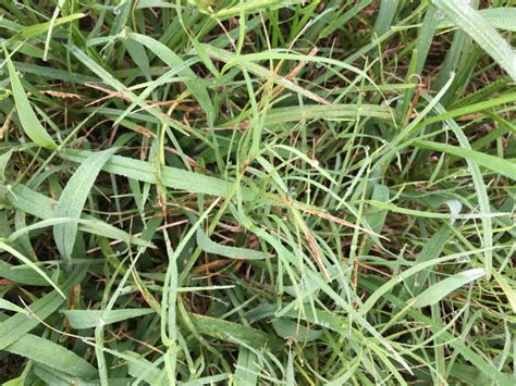 Controlling Crabgrass In Your Yard Nc Cooperative Extension