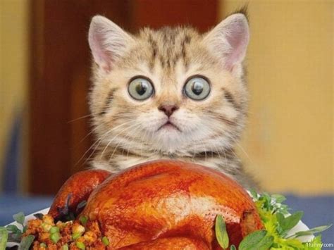 25 super funny thanksgiving memes that will make you smile