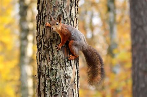 How Animals Climb Trees Arboreal Locomotion Textbook Travel