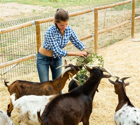 Female Farmer Feeding Goats Stock Image Image Of Feeding Grass 214058763