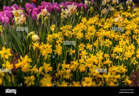 Beautiful Field Of Yellow Daffodils Daffodils Blooming Stock Photo Alamy