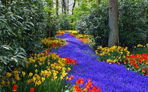 Beautiful Colorful Flowers Relaxing Nature In The Park