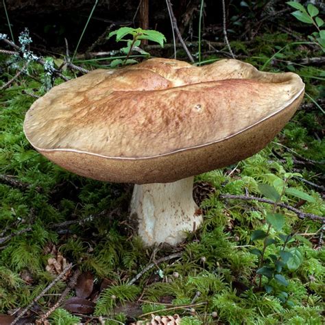 Boletus Mushroom Identification All Mushroom Info
