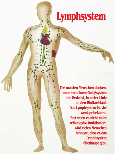 Lymph system des menschen anatomie. Lymphsystem - Pro Patient online