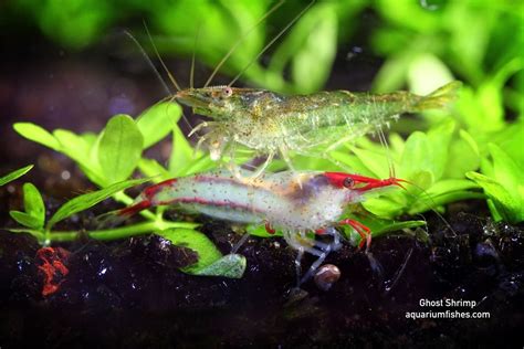 First of all, they are very opportunistic and can eat baby shrimp of any species or even fish fry. Ghost Shrimp Care Guide: Diet, Breeding and Tank Mates ...