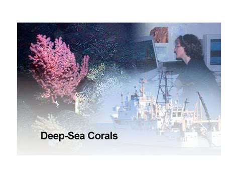 Noaa Ocean Explorer Education Multimedia Discovery Missions Lesson