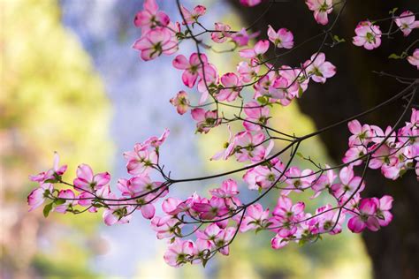 How To Grow And Care For Pink Dogwood Trees