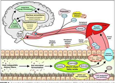 Figure 2 From Microbiota Gut Brain Axis Modulator Of Host Metabolism