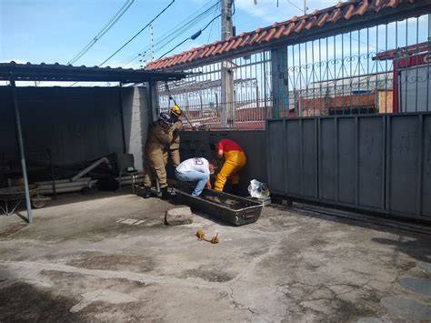 Homem Tem Orelha E Mão Decepadas Em Manaus
