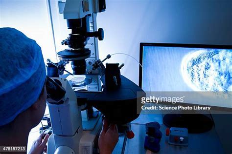 ivf treatment sperm being injected into human egg photos and premium high res pictures getty